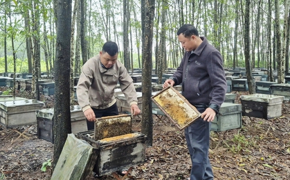 Ít ai ngờ sản vật quen thuộc của nông dân Việt lại xuất khẩu sang Mỹ, châu Âu với doanh thu gần 20 tỷ/năm