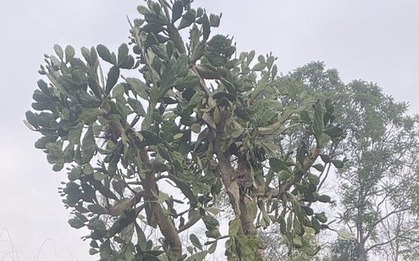 Hình dạng cây xương rồng sống 4 thập kỷ khiến 1 triệu người tò mò