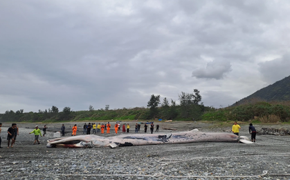 Phát hiện sinh vật khổng lồ dài hơn 15m mắc trong lưới, chuyên gia lập tức tới tận nơi: Cảnh khó tin!