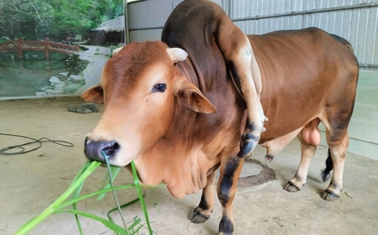 Chú bò đắt giá bậc nhất Việt Nam được trả 5 tỷ đồng mà chủ nhân không bán: Sở hữu điều rất đặc biệt