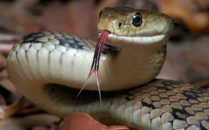 Làm thế nào để phát hiện có rắn trong vườn nhà? Chuyên gia chỉ ngay 6 dấu hiệu này