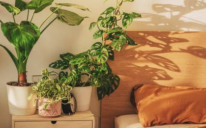 3 loại cây cảnh tuyệt đẹp cần có trong nhà để ngủ ngon, sung sức
