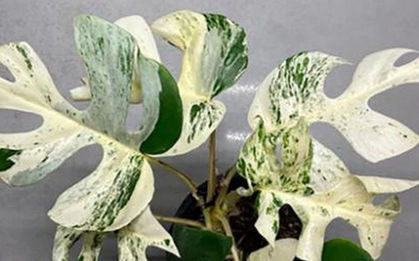 Chiếc lá cây cảnh "độc lạ" có giá nửa tỷ đồng, đại gia bí ẩn chốt ngay