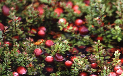 Ung thư rất “sợ” loại quả này, giàu chất chống oxy hóa mạnh mẽ: Nhiều người Việt biết mà chưa hay ăn