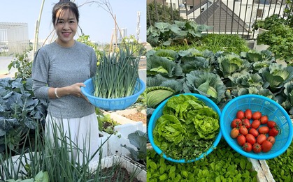 Mẹ đảm Hà Nội biến sân thượng tầng 5 thành "ốc đảo" rau trái xanh mướt