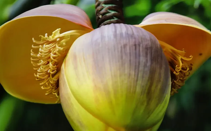 Loại rau xưa “cứu đói”, nay được ví như “nhân sâm của người nghèo” chợ Việt bán nhiều