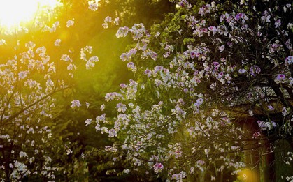 Hoa ban bung nở ngập tràn Điện Biên