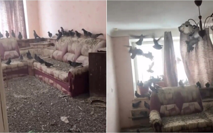 Trở về sau 3 năm đi làm xa, người đàn ông tá hỏa vì nhà thành 'tổ chim khổng lồ'