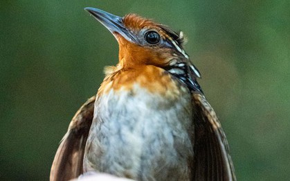 Một mùa xuân im lặng đang đến