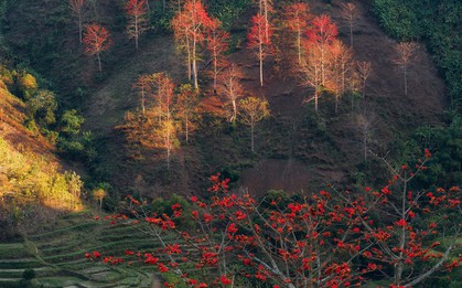 Hoa gạo 'thắp lửa' khắp núi rừng Tây Bắc