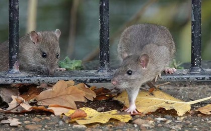 8 “thủ phạm” lôi kéo chuột vào nhà mùa xuân này: Sửa ngay còn kịp!