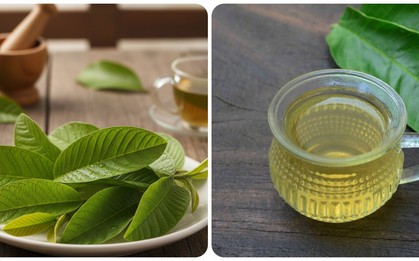 Uống nước lá ổi hàng ngày có tác dụng gì?
