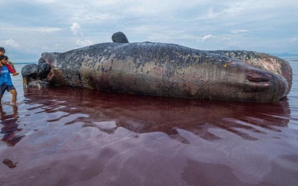 Ngư dân phát hiện cá nhà táng dài 9,9 mét dạt vào bờ biển