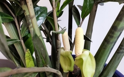 5 cây ra hoa là gia chủ "có lộc", tiền bạc rủng rỉnh, vận may tìm đến tận cửa