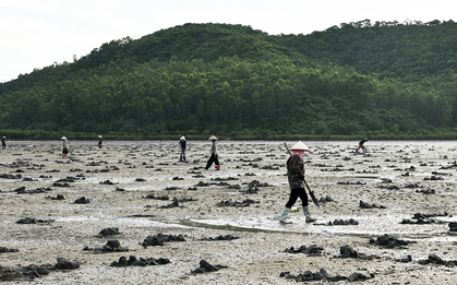 Lùng sục “vàng ròng” dưới bùn ở Quảng Ninh có giá 6 triệu/kg được dân địa phương gọi là “vị thần” của các món nước
