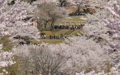 Thị trấn Nhật Bản quá tải khách ngắm hoa anh đào