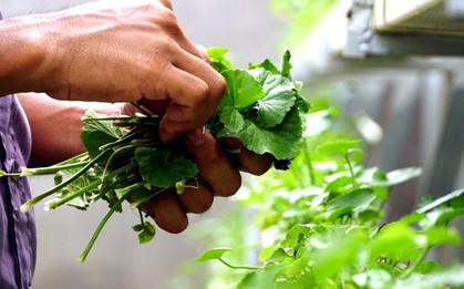 6 loại rau "dễ tính" nhất, nên trồng ngay