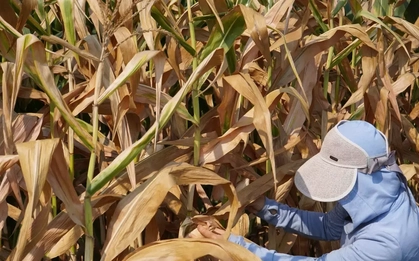 Nắng nóng 40 độ C ở Hà Tĩnh: Tưới từ tờ mờ sáng, cây vẫn khô héo