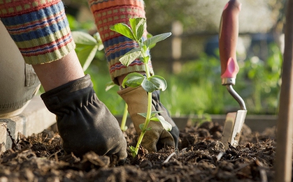 Cắm thứ này ngoài vườn, động vật không dám đến cắn phá, vườn cây xanh tốt quanh năm