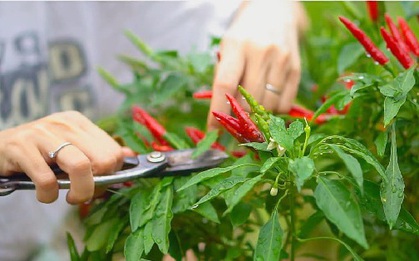 3 loại cây nên trồng tháng 4: Trồng một lần cho quả lâu dài, tốt trăm đường