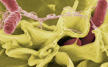 TPHCM: Tình trạng học sinh nghi ngộ độc thực phẩm tại Trường Bình Quới Tây hiện ra sao?