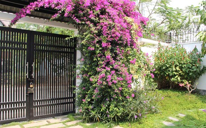 Lời khuyên đến những gia đình đang trồng hoa giấy