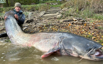 Ngư dân câu được con cá trê khổng lồ dài 2,5 mét trên sông