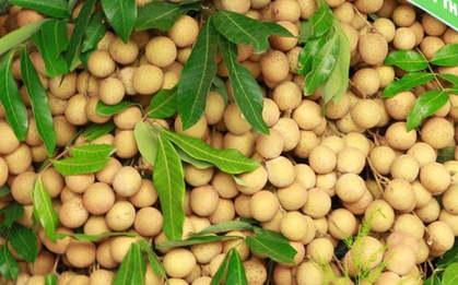 Việt Nam có loại quả giá 15.000/kg nhưng xuất ngoại hóa hàng xa xỉ, thu về chục triệu USD mỗi năm