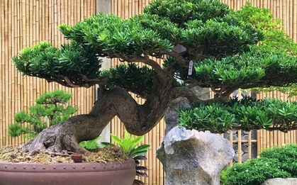 Lời khuyên đến những gia đình đang trồng cây bonsai