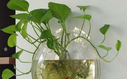 Lời khuyên đến những gia đình đang trồng trầu bà