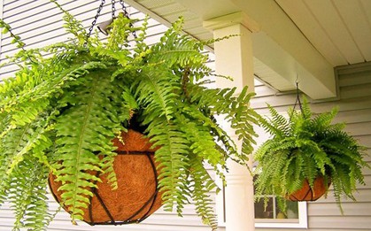 Lời khuyên đến những gia đình đang trồng cây dương xỉ