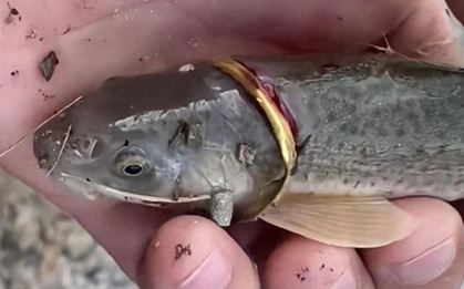 Cần thủ câu được con cá đeo nhẫn vàng trên cơ thể