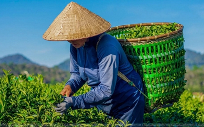 Nếu là người Việt, bạn nên có ít nhất 1 lần uống thử 7 loại trà này: Thượng hạng 5 sao, bao nhiêu mỹ từ cũng khen không đủ