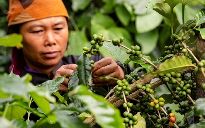 1 mặt hàng giúp Việt Nam mỗi ngày thu gần 764 tỷ: Hơn 80 quốc gia chốt đơn, dân theo nghề "hái ra tiền"