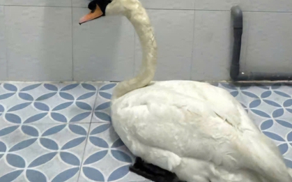 Đã khởi tố người trộm thiên nga trắng ở Thảo Cầm Viên
