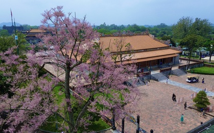 'Vương giả chi hoa' khoe sắc hồng tím trong Hoàng cung Huế