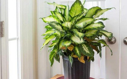 Lời khuyên đến những gia đình đang trồng vạn niên thanh