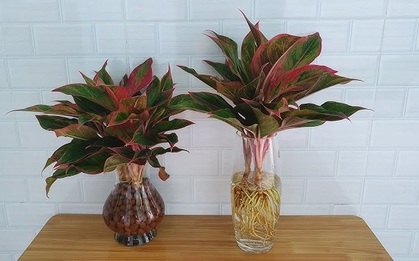 Lời khuyên tới các gia đình đang trồng cây phú quý