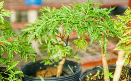 Lời khuyên đến những gia đình đang trồng cây đinh lăng