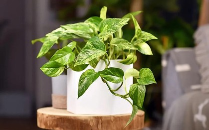 5 loại cây có tác dụng chữa lành nên trồng trong nhà để gia chủ luôn cảm thấy hạnh phúc, yêu đời