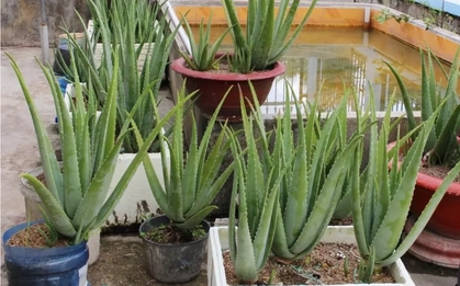 Lời khuyên đến những gia đình đang trồng cây nha đam
