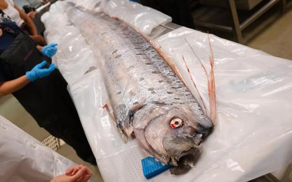 Khám nghiệm xác "rồng biển" khổng lồ cực hiếm dạt vào bờ biển, các nhà khoa học bàng hoàng trước những gì tìm thấy bên trong