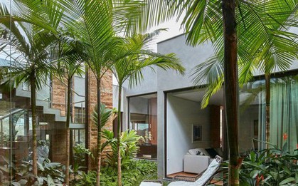 4 loại cây nên trồng trước cửa nhà: Vừa ‘trấn trạch’, vừa ‘hút’ tài lộc