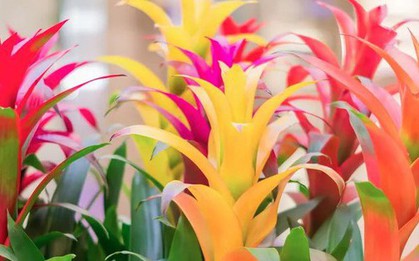 5 loại cây gần như “không thể chết”