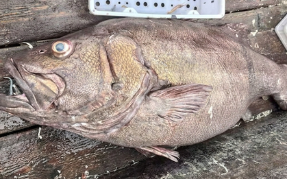 Ngư dân bắt được con cá mú khổng lồ nặng 215kg, dài 1,8 mét