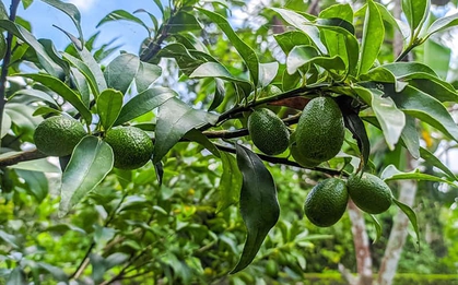 Lời khuyên cho tất cả những gia đình đang trồng cây bơ