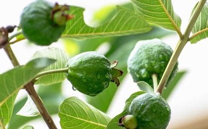 Loại cây "bổ" từ lá tới quả, phòng ung thư, dưỡng tim: Việt Nam bán 20.000 đồng/kg quả