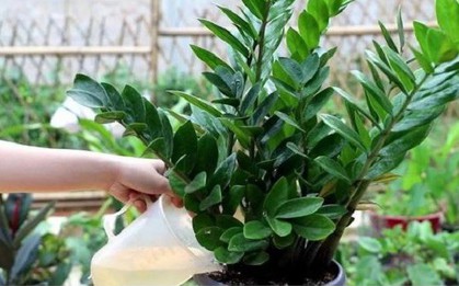6 sai lầm khi trồng cây kim tiền khiến cây nhanh tàn, tài lộc khó tụ