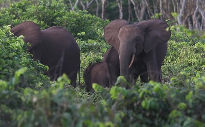 Một đại gia bị voi giẫm tử vong