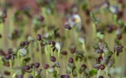 5 loại rau "đại bổ", nên trồng ngay trong nhà: Chỉ 7 ngày là được thu hoạch